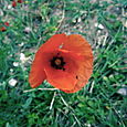 Coquelicot des champs